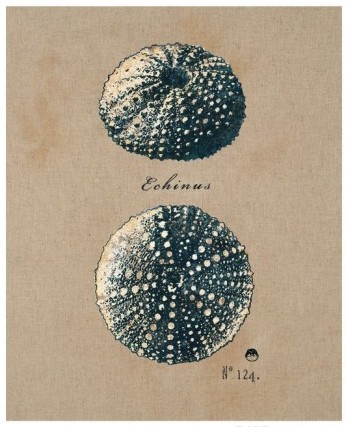 regina-andrew-design-vintage-linen-sea-urchin